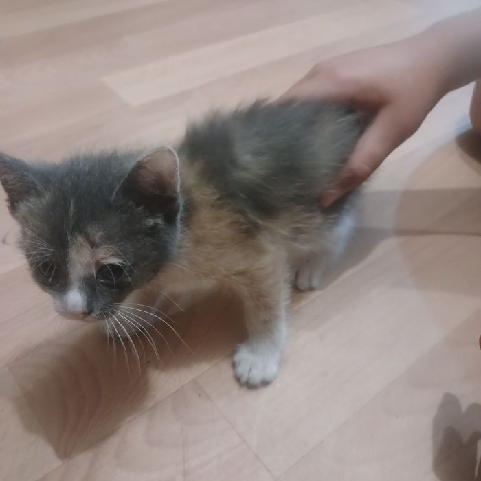 Котёнок девочка 4 цветная