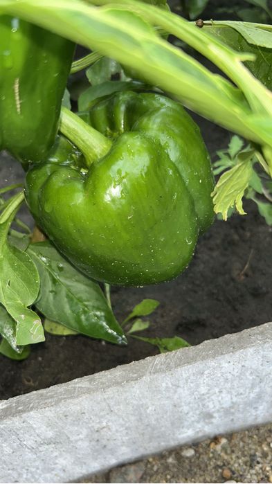 Продам помидоры   Перец сладкий.  Баклажаны
