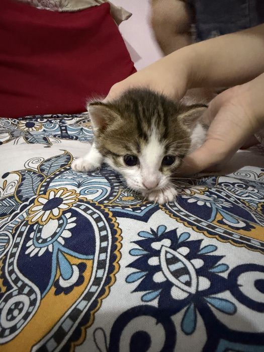 котята отдам в хорошие руки 2 девочки