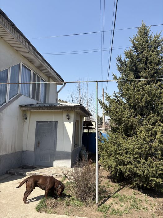 Продам Елку Елку