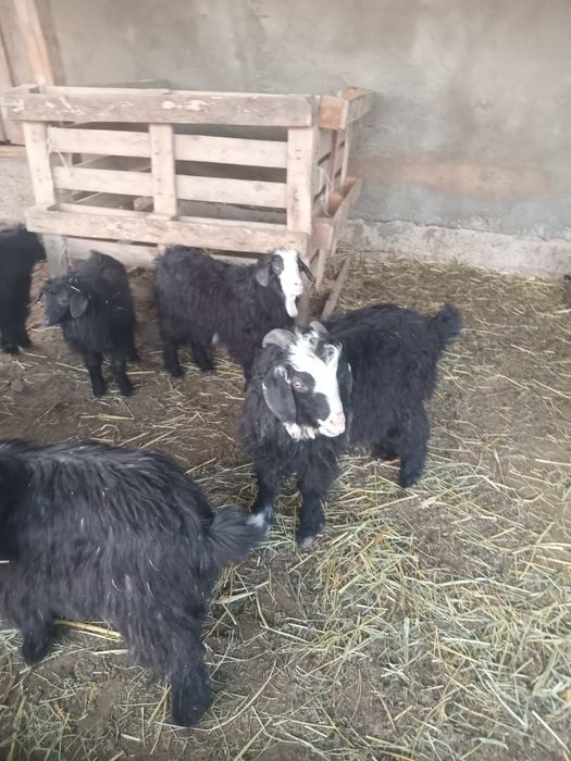 Шыбыштар лақтар сатылады.