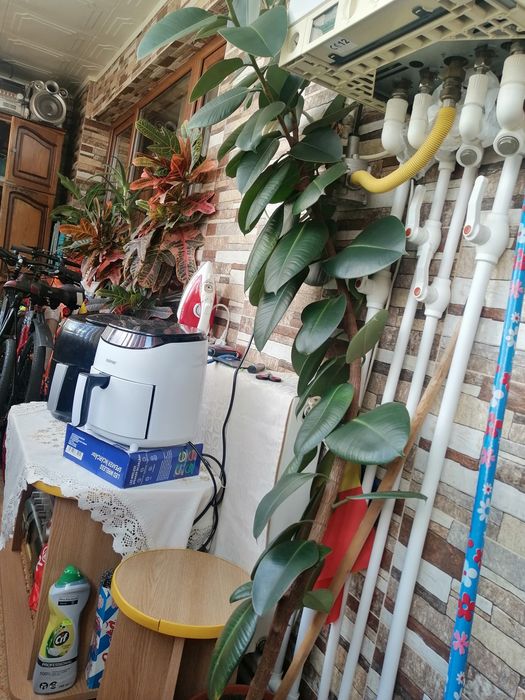 Ficus 1.90 înălțime+pui
