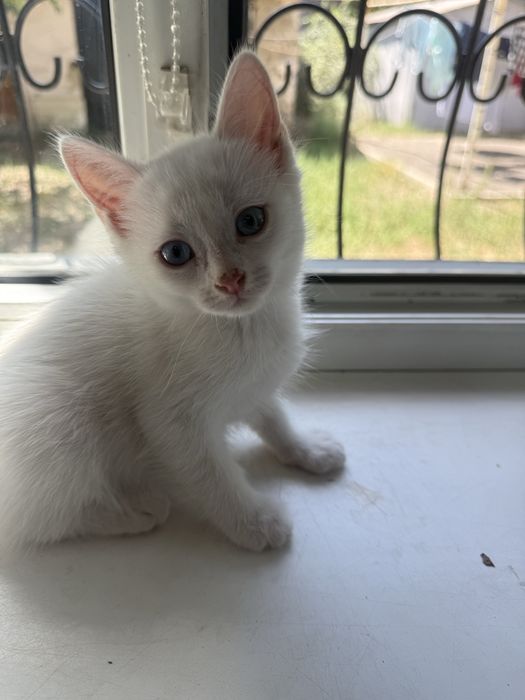 Котята бесплатно