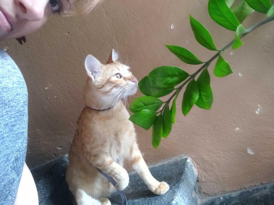 Осинови Коте Шеф Риж