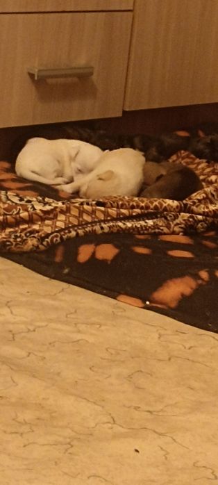 Отдам в Добрые Руки