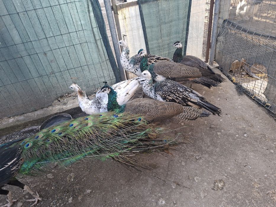 Cocosi si gaini de țară, australorp, brahma. 3 perechi pauni 2025.