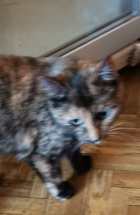 Кошечка в добрые руки