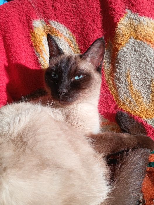 сиямская кошка продам