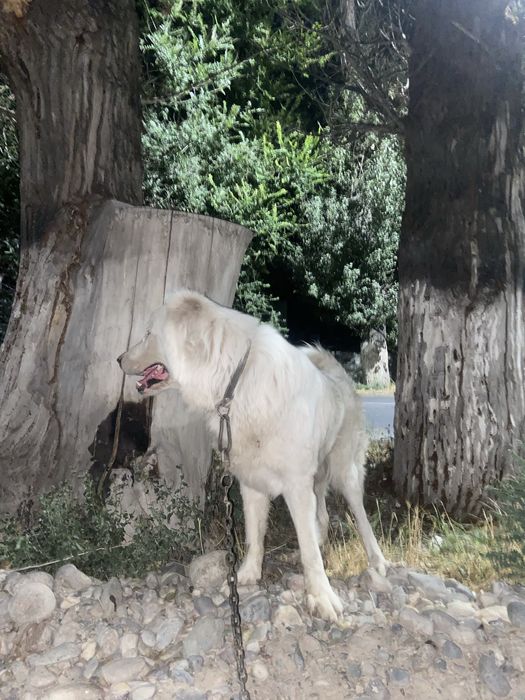 төбет сатылады срочно