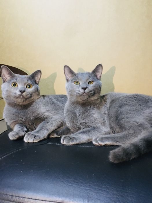 Продается кошки самка и самец