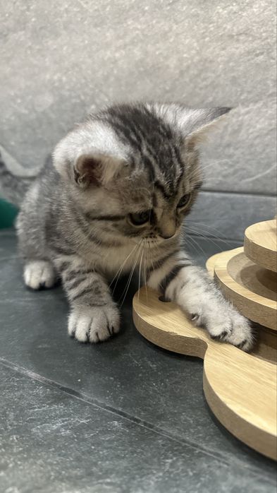 Котенок Британка 2мес