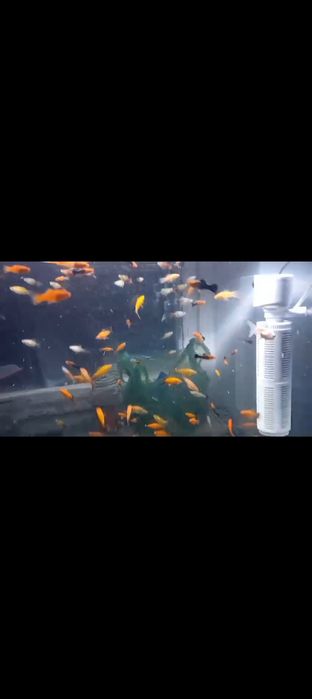 Аквариум Балыктар Сатылады 500 ден