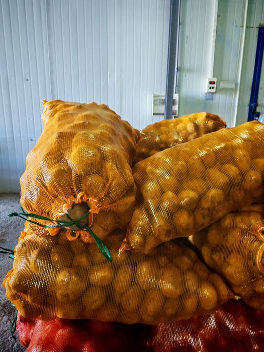 Картошка одборны