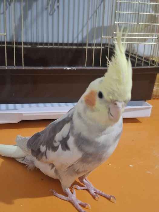 Продам попугая корелла мальчик 6 мес.