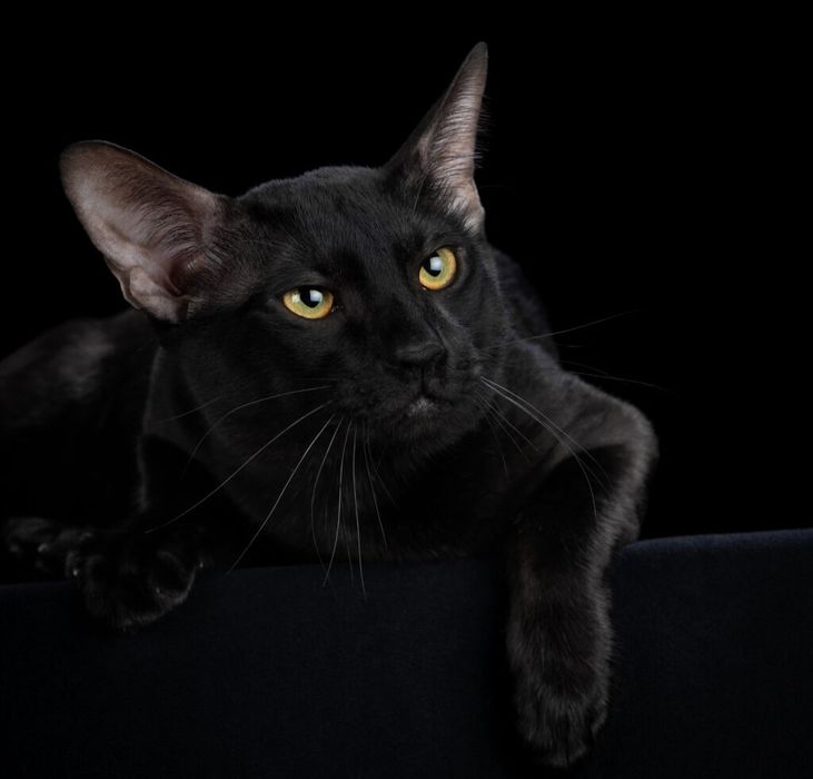 Эксклюзив. Чаузи f3 чёрные