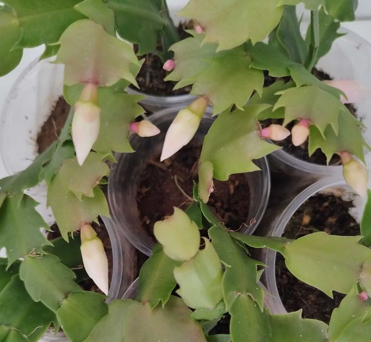 Коледниче, Комплект Мушкато, Кливия, Традесканция, Алиум, Спатифилум