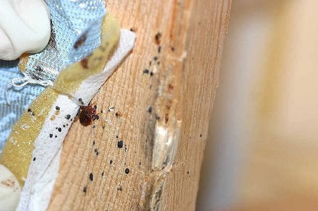 Dezinfeksiya dizinfeksiya  xizmati klopa klapa tarakan