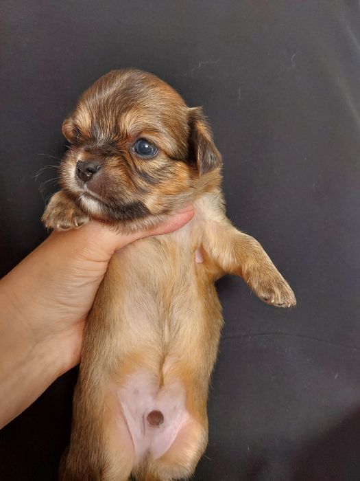 Продаю щенка чихуахуа