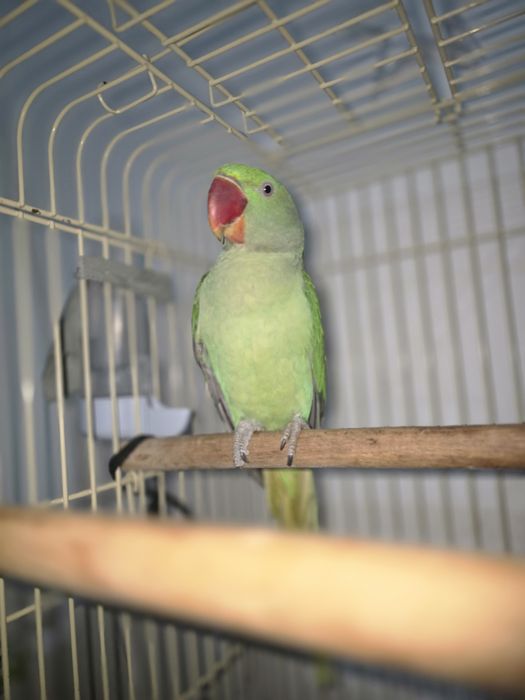 Vând Papagal Marele Alexander