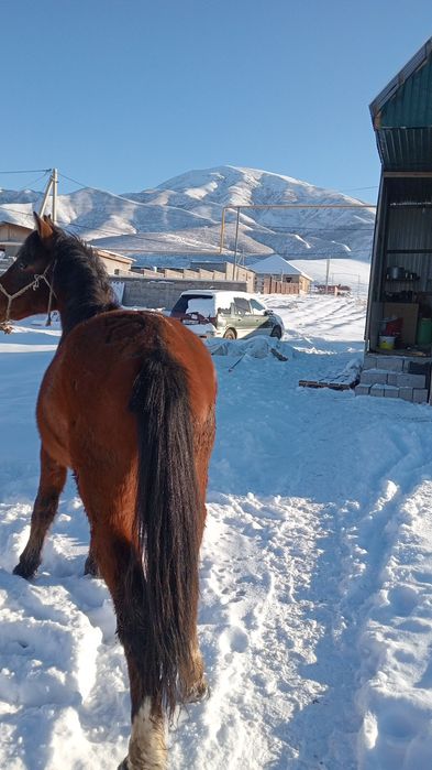 Тай кунан полторашка тiрiдей бутиндей жиликтеп соямыз
