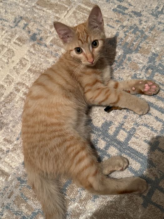 Котенок крысолов ищет семью!