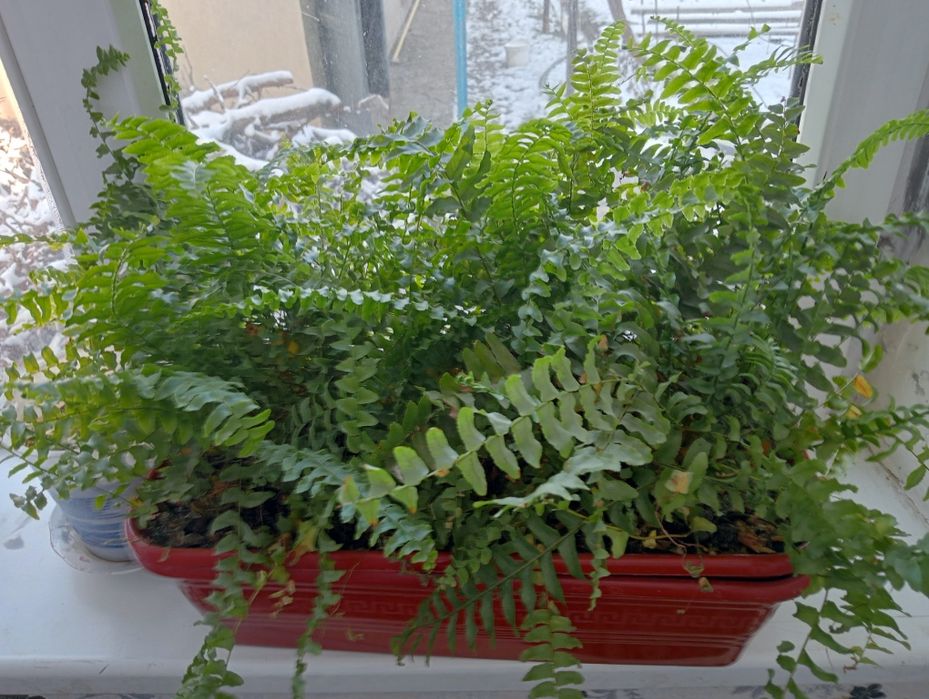 Горшочные цветы: