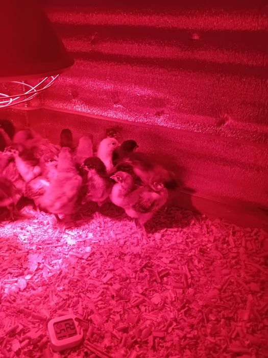 Pui Australorp  de vanzare