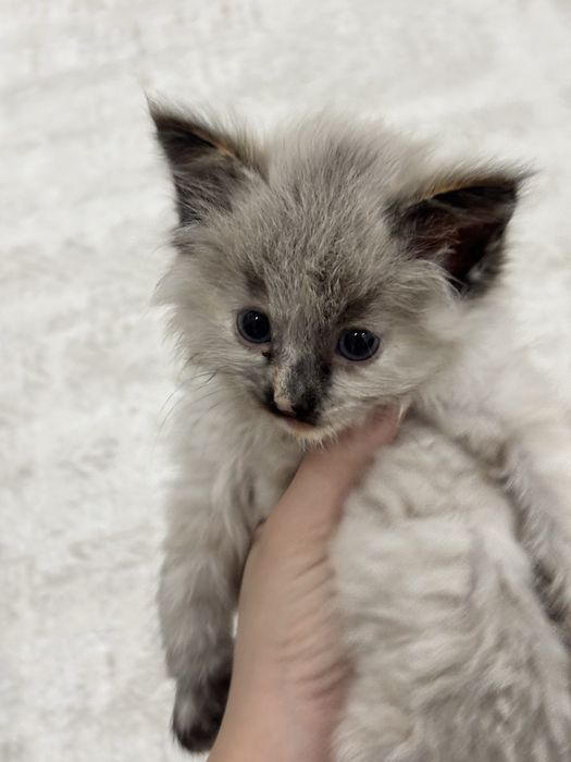 Котенок 2 месяца девочка сиамский