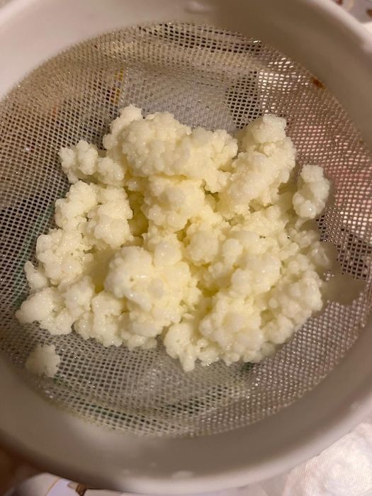 Продам молочный гриб