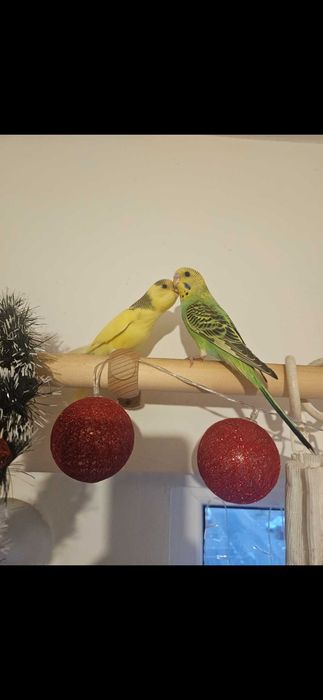 Perusi de vanzare Timisoara