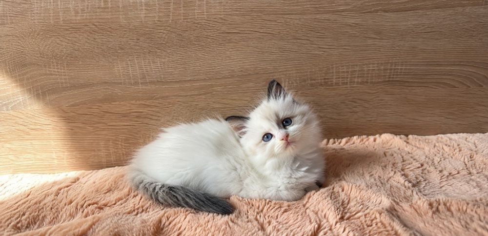Рагдол Регдол Ragdoll