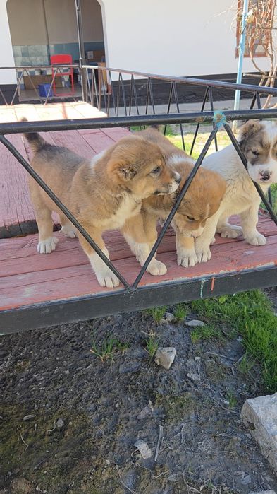 Күшіктер сатылады.