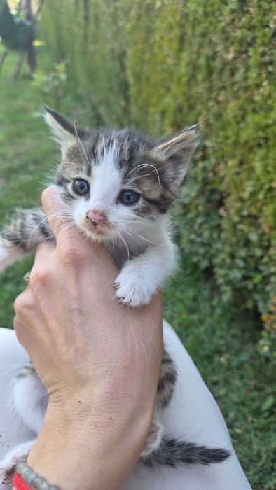 Котенце за осиновяване