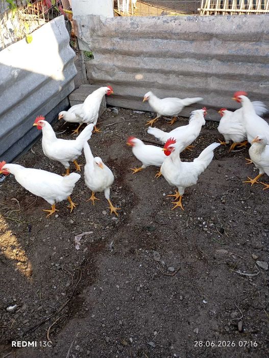 DE VÂNZARE – Cocosi Leghorn Alb 4 luni