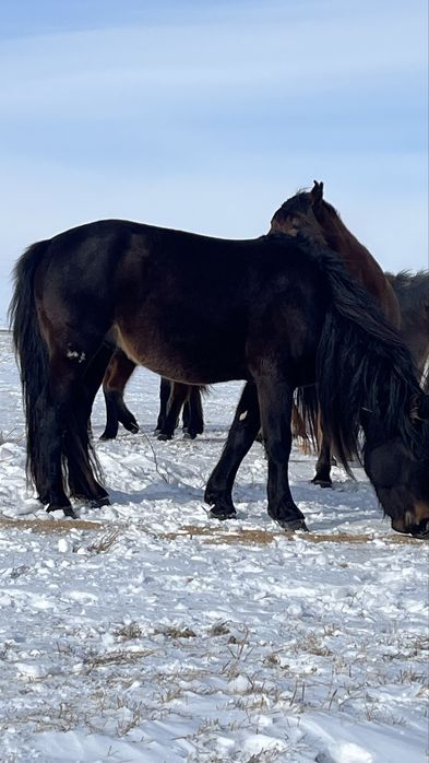 продается жеребец 8 лет казах