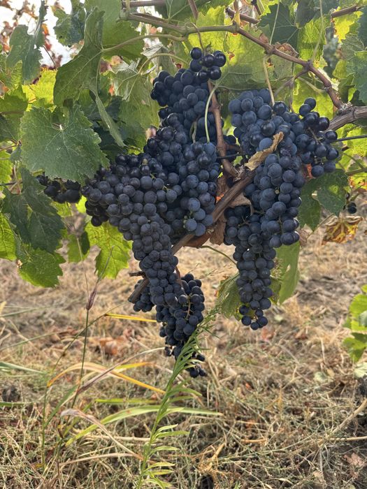 Merlot de vanzare!