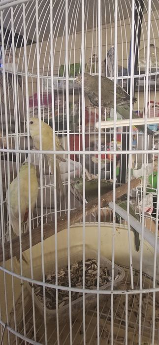 Продаётся попугай певчи