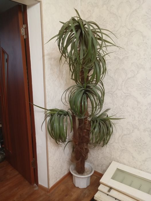 Продам искусственные пальмы