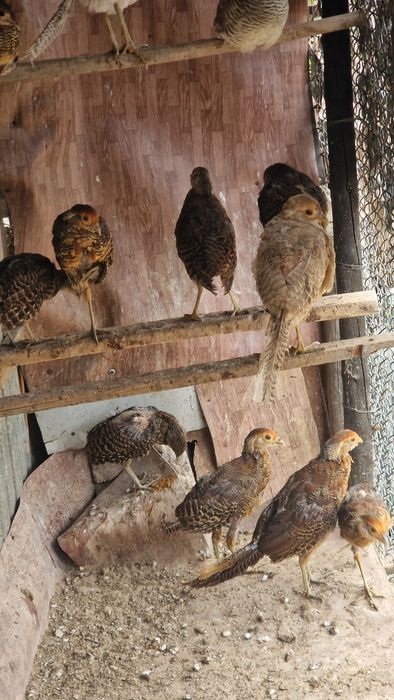 Păun mascul, fazani