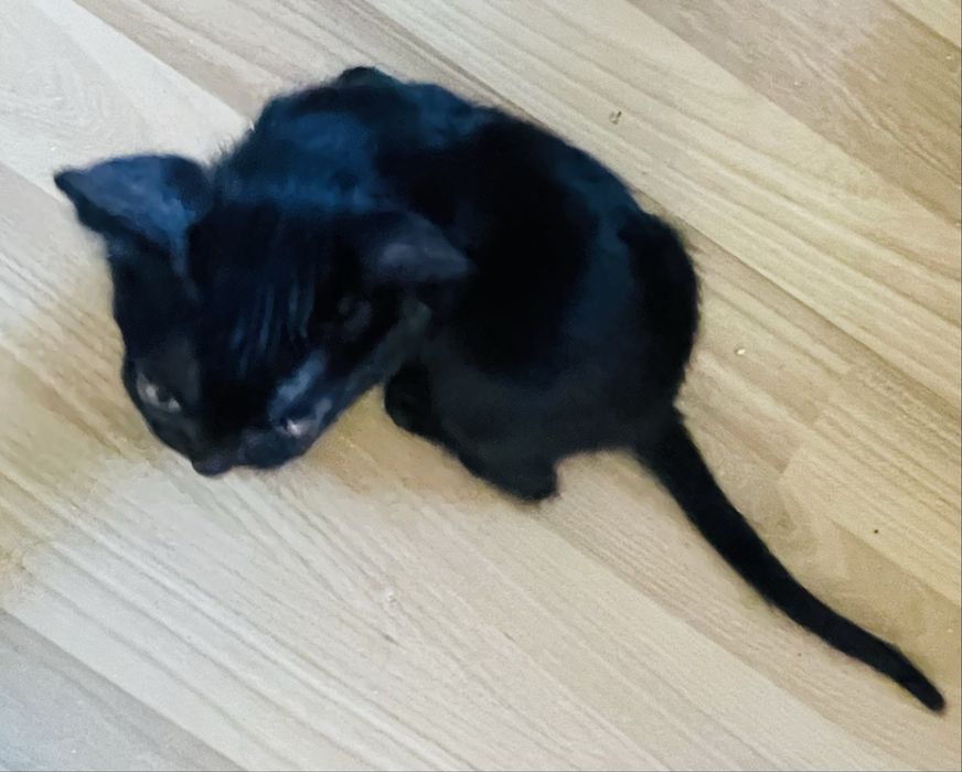 Donez motanel negru de 4 luni