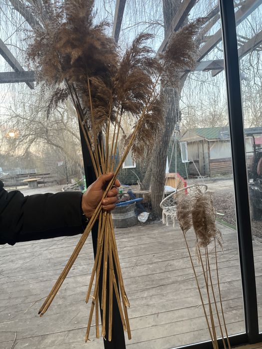 Чисто нов папрат броики над 100 броя