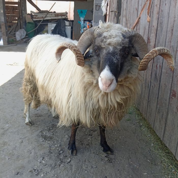 Vând berbec de doi miei sau scimb cu vitei