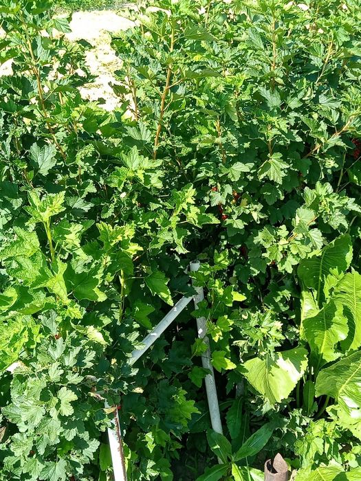 Продам дачу (6,6 соток)