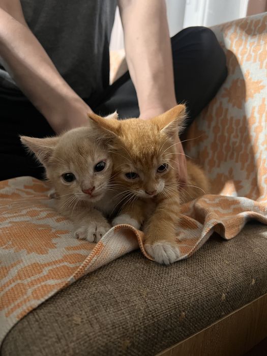 Милые котята в добрые руки