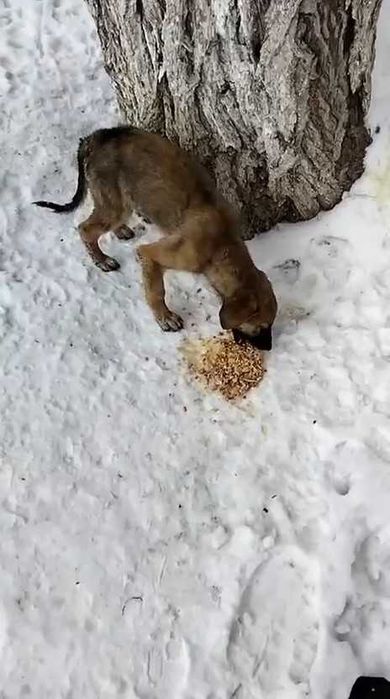 Срочно нужен дом!