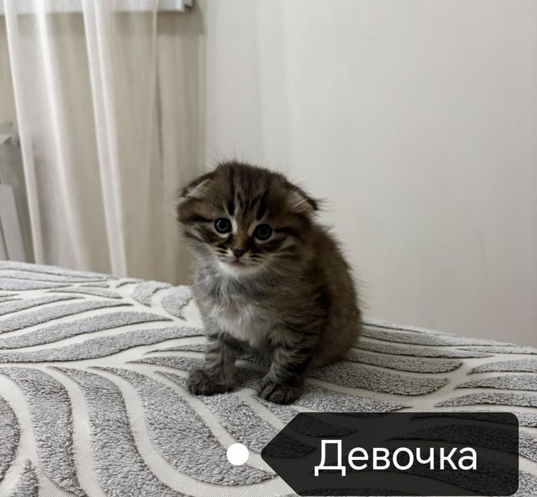 Шотландская девочка