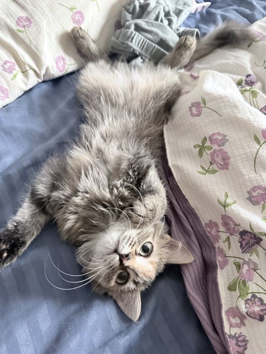 Отдаю девочку котенок