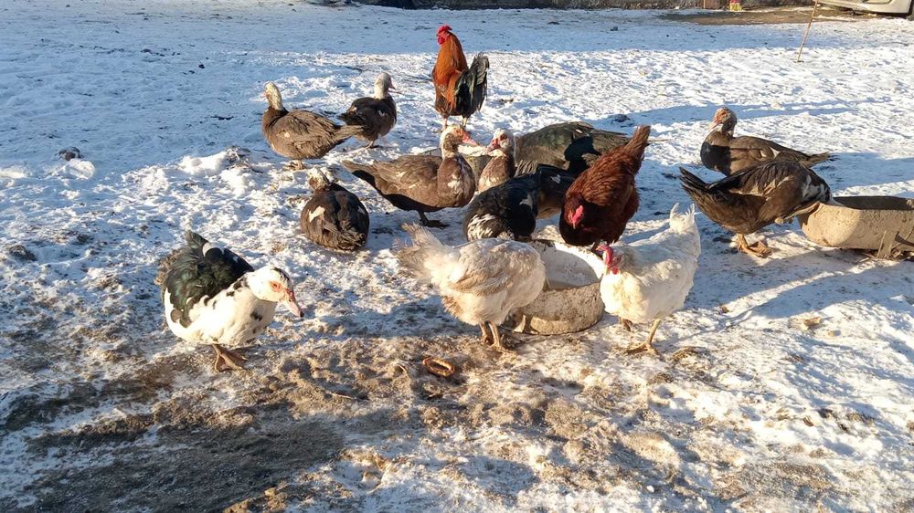 Продаются индоутки