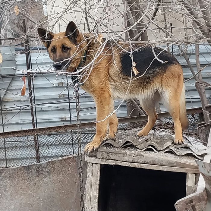 Срочно продам сторожевую овчарку