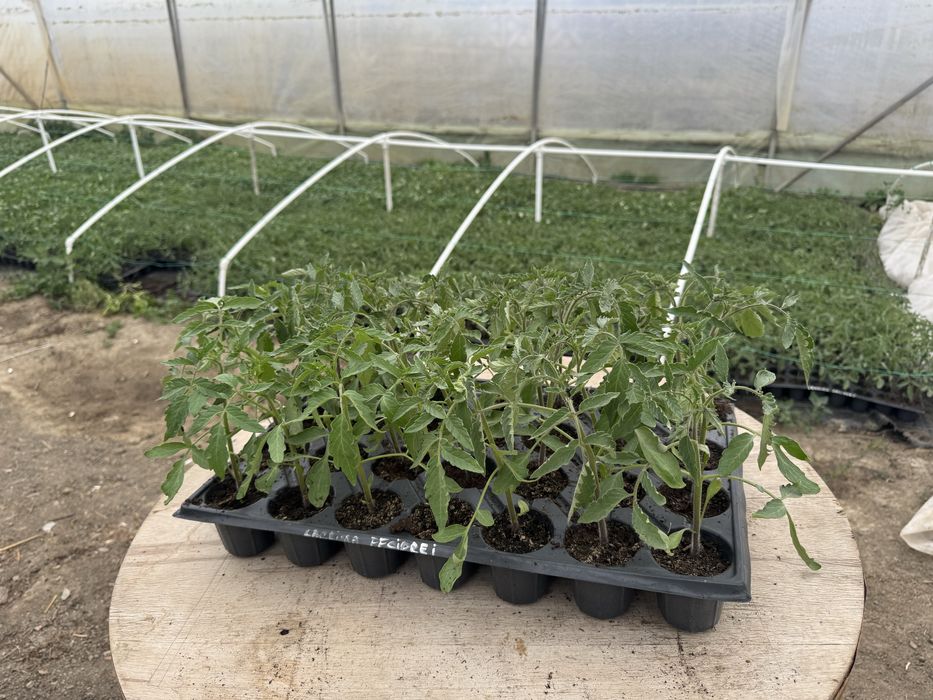 Vand rasaduri (rosii)